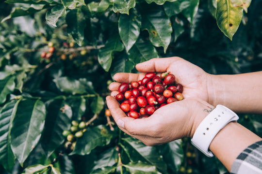 Fair Trade & Organic Coffee